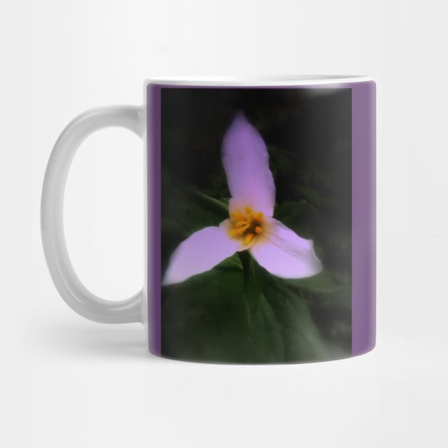 white trillium, dark background, tinted by DlmtleArt